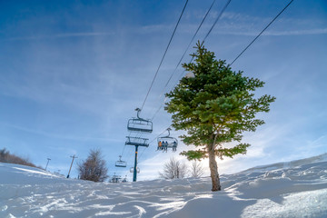 Tree against sunlit snow and ski lifts in Utah