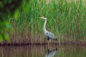 Grey heron are standing in a tall grass near water