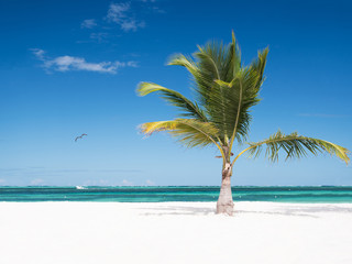 One coconut palm tree on tropical sandy beach