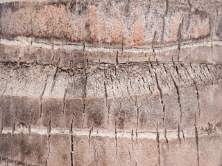 Coconut palm tree bark background