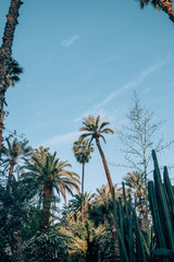 Jardin Majorelle the famous Yves Saint Laurent Garden in Marrakech, Morocco