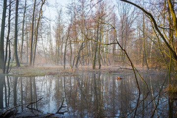 wczesna wiosna na bagnach, 