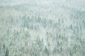 background, landscape - snowy winter forest