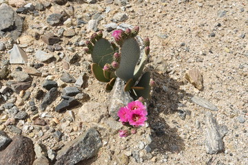 cactus blooming in the desert
