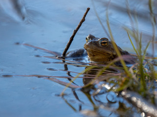 Frog in grass