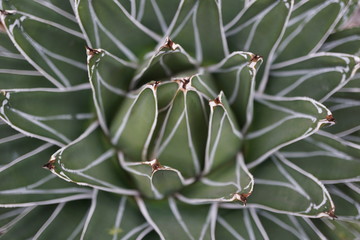 succulent plant close up