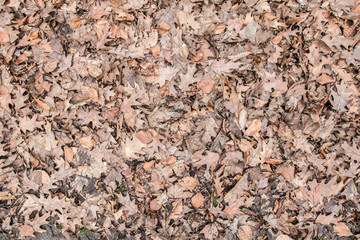 old leaves as a background