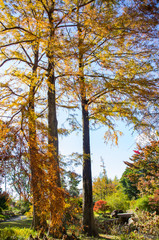 Fototapeta premium 秋・紅葉する針葉樹