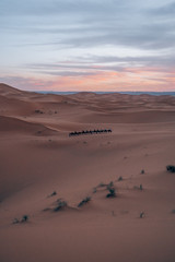 a caravan of camels and tourists walking through the beautiful sahara desert while sunset