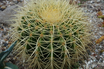 close up of a cactus