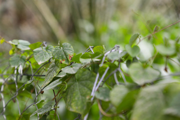 Chain link fence and nature