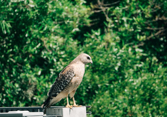 An Eagle is looking for food