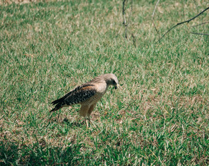 An Eagle is looking for food
