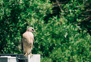 An Eagle is looking for food