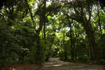 road in forest