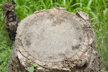 Obraz premium Cut the trunk of the palm