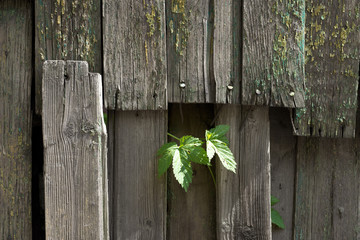 Old wooden fence with a green sprig in front. For design, banner and layout.