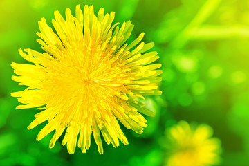 Yellow dandelion view above