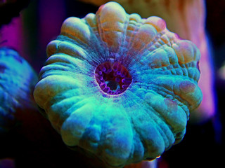 Caulastrea Trumpet long polyp stony coral in reef aquarium