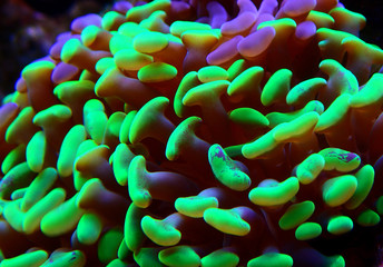 Hammer Coral, Aquacultured - (Euphyllia ancora) 