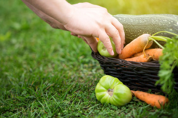 Male hand place green tomato in basket with vegetables