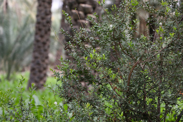 Green nature with palm background