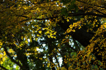 黄葉するカエデ