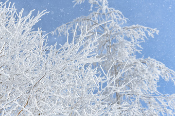 Beautiful snow stuck to the branches of trees in winter