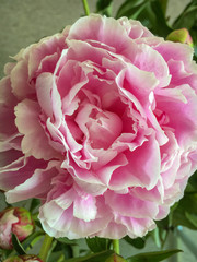 Close-up of a rose colored peony