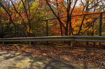 Obraz premium 大阪箕面・林道才ヶ原線の紅葉の風景