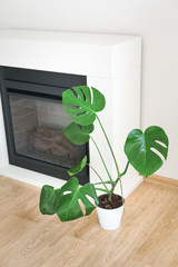 Fireplace and monstera palm in apartment