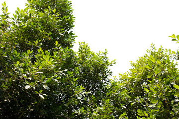 treetop isolated on white background