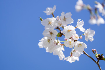 桜と青空