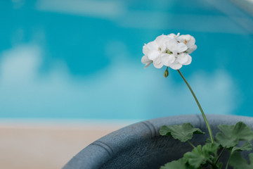 White geranium with a blue pool in the background