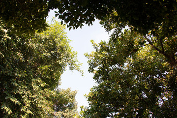 treetop isolated on white background
