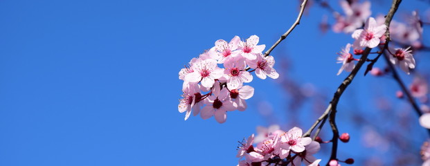 Japanische Zierkirschenblüte