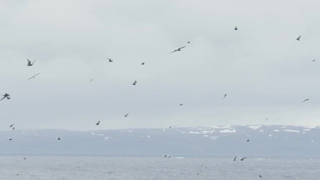 Charran &aacute;rtico en Islandia