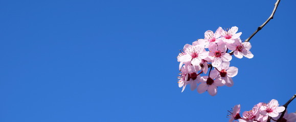 Hintergrund - Blüten der Zierkirsche vor blauen Himmel