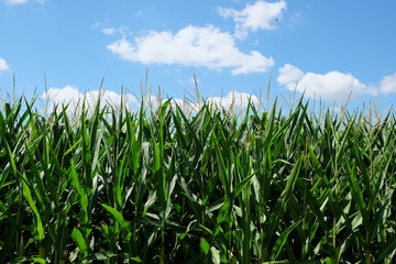 Corn Plants