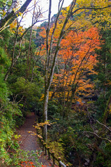 明治の森箕面国定公園・秋の山道の風景