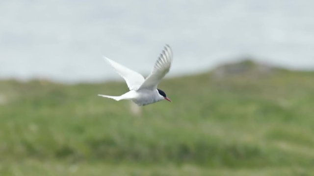 Charran &aacute;rtico en Islandia