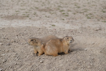 prairie dog