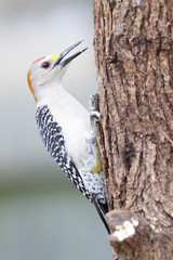 Melanerpes aurifrons perched on a trunk outside backyard home feeder