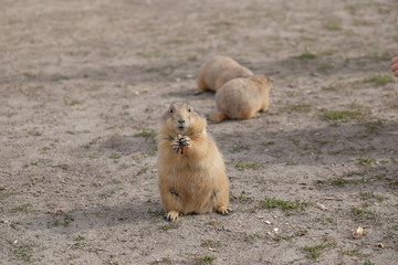 prairie dog