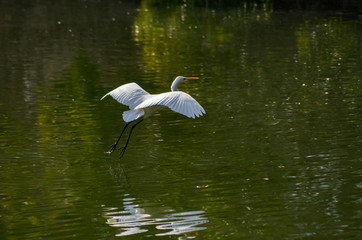 翼を広げ滑空するシラサギ