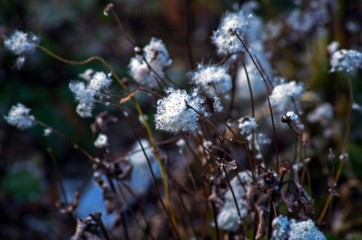 シュウメイギクの綿毛