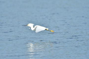 Snowy Egret 