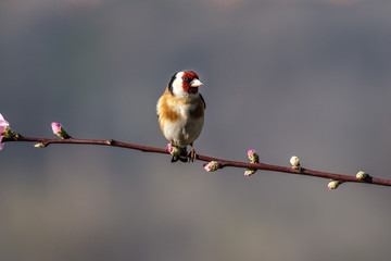 Cardellino