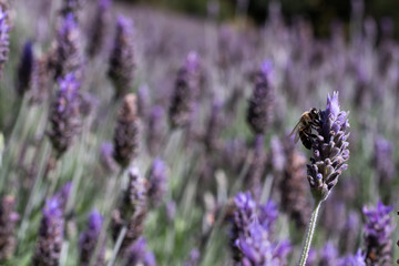 lavender in field