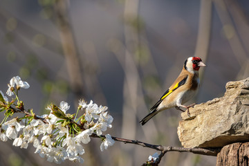 Cardellino